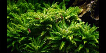 Pogostemon Helferi (Погостемон Хелфера)