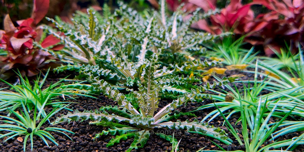 Pogostemon-helferi-red Pogostemon Helferi Red (Погостемон Хелфера Красный)