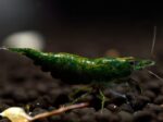 Neocaridina heteropoda var. "Green Jade" - Image 2