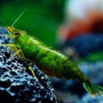 Neocaridina heteropoda var. "Green Jade"