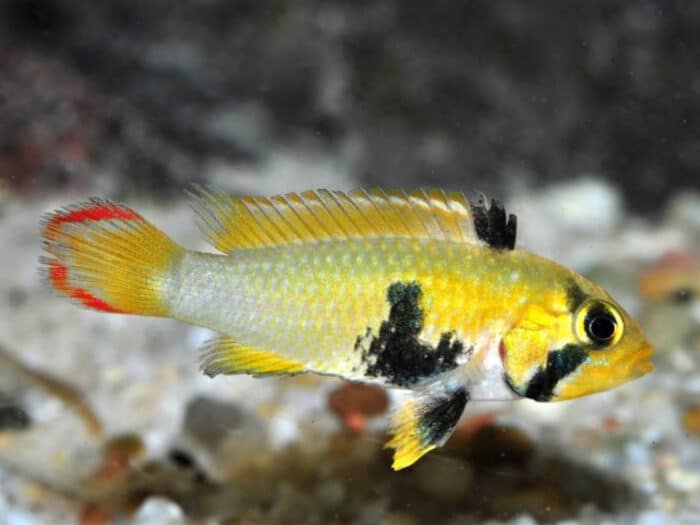 Apistogramma Panduro - Image 2