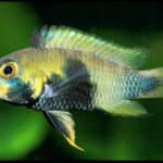 Apistogramma Panduro