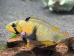 Apistogramma Panduro - Image 3