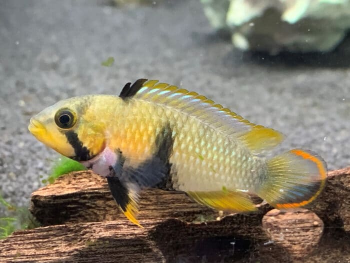 Apistogramma Panduro - Image 3