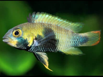Apistogramma Panduro