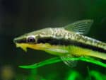 Macrotocinclus affinis - Image 3