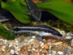 Macrotocinclus affinis