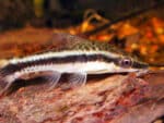 Macrotocinclus affinis - Image 2