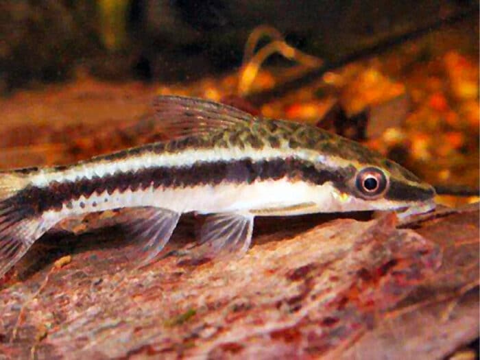Macrotocinclus affinis - Image 2
