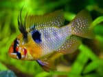 Microgeophagus Ramirezi Saphire