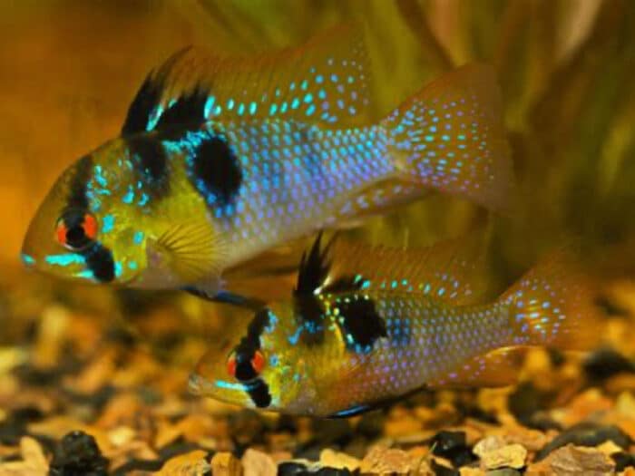 Microgeophagus Ramirezi Saphire - Image 3
