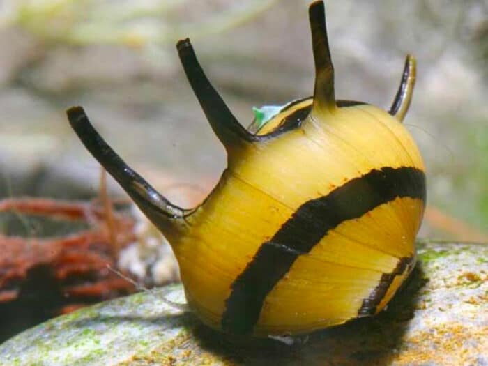 Neritina natalensis sp. "Clithon diadema" - Image 3