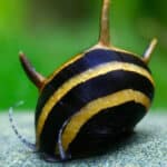 Neritina natalensis sp. "Clithon diadema"