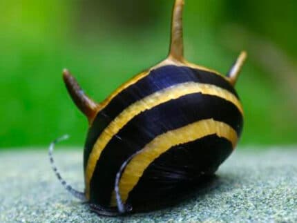 Neritina natalensis sp. "Clithon diadema"