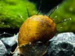 Neritina natalensis sp. "Thiara cancellata" - Image 3