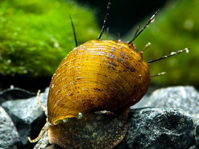 Neritina natalensis sp. "Thiara cancellata" - Image 3