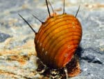 Neritina natalensis sp. "Thiara cancellata"
