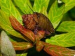 Neritina natalensis sp. "Thiara cancellata" - Image 2