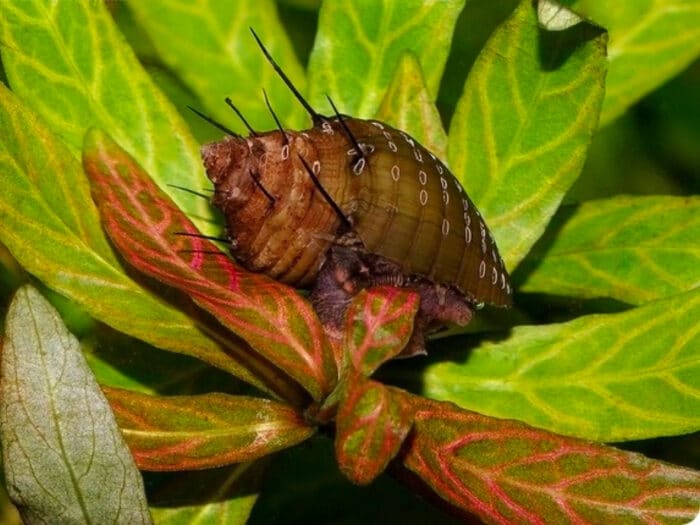 Neritina natalensis sp. "Thiara cancellata" - Image 2