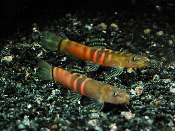 Schistura balteata - Image 2