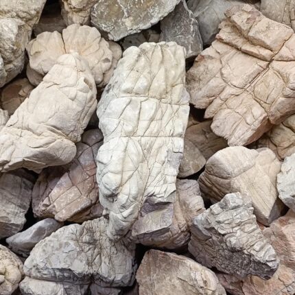 Բնական քար «Turtle Stone»