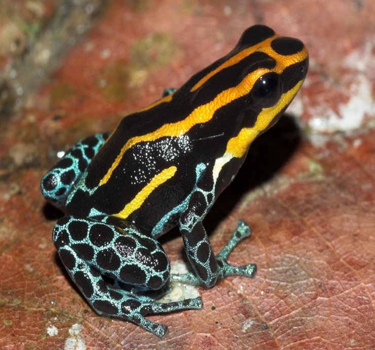 ranitomeya-amazonica-lquitos Ranitomeya amazonica Iquitos