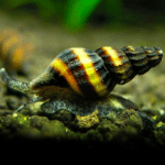 Helena snail