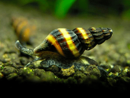 Helena snail