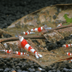 Հնդկական Catappa Ketapang նուշի տերև - Image 3