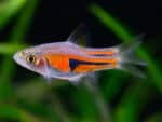 Trigonostigma Hengeli "Rasbora Hengeli" - Image 2