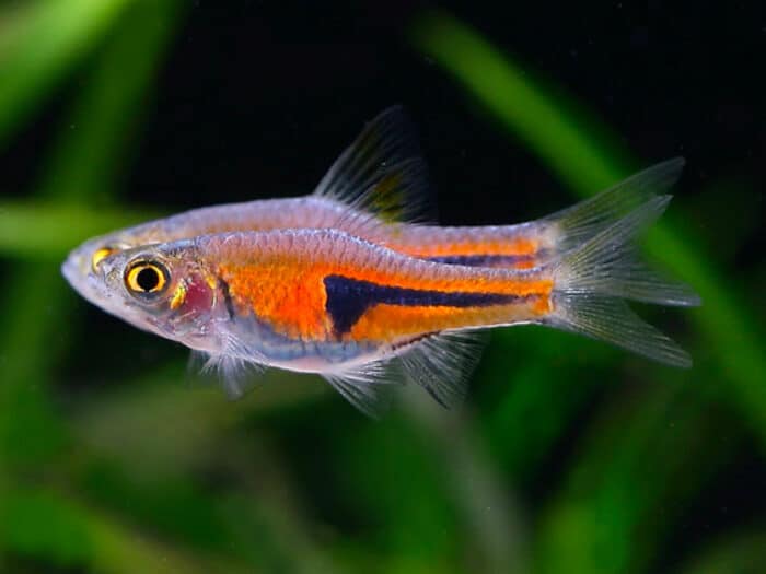 Trigonostigma Hengeli "Rasbora Hengeli" - Image 2