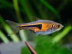 Trigonostigma Hengeli "Rasbora Hengeli"