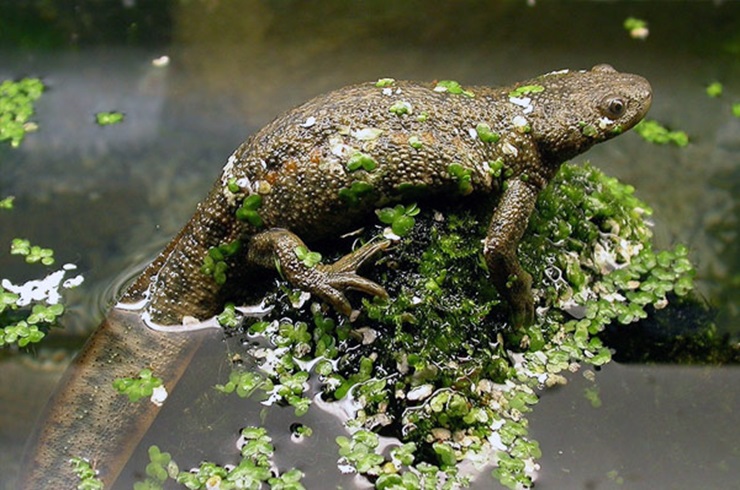 pleurodelis-walti Pleurodeles Waltl