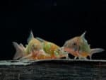 Corydoras splendens «Emerald Brochis» - Image 2