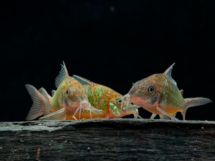 Corydoras splendens «Emerald Brochis» - Image 2