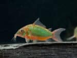 Corydoras splendens «Emerald Brochis»
