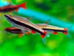 Nannostomus beckfordi - Image 2