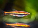 Nannostomus beckfordi