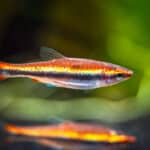 Nannostomus beckfordi