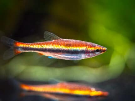 Nannostomus beckfordi