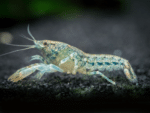 Cambarellus diminutus