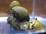 Clithon donovani "Sun Snail" - Image 2