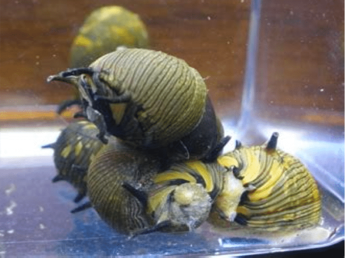 Clithon donovani "Sun Snail" - Image 2