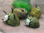 Clithon donovani "Sun Snail"