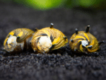 Clithon donovani "Sun Snail" - Image 3