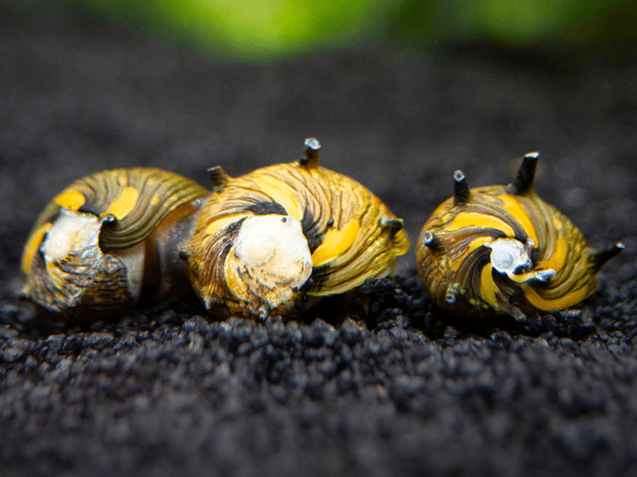 Clithon donovani "Sun Snail" - Image 3