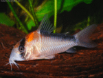 Corydoras Adolfoi