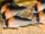 Corydoras Adolfoi - Image 2