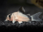 Corydoras metae «Bandit Corydoras»