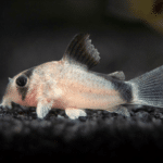 Corydoras metae «Bandit Corydoras»